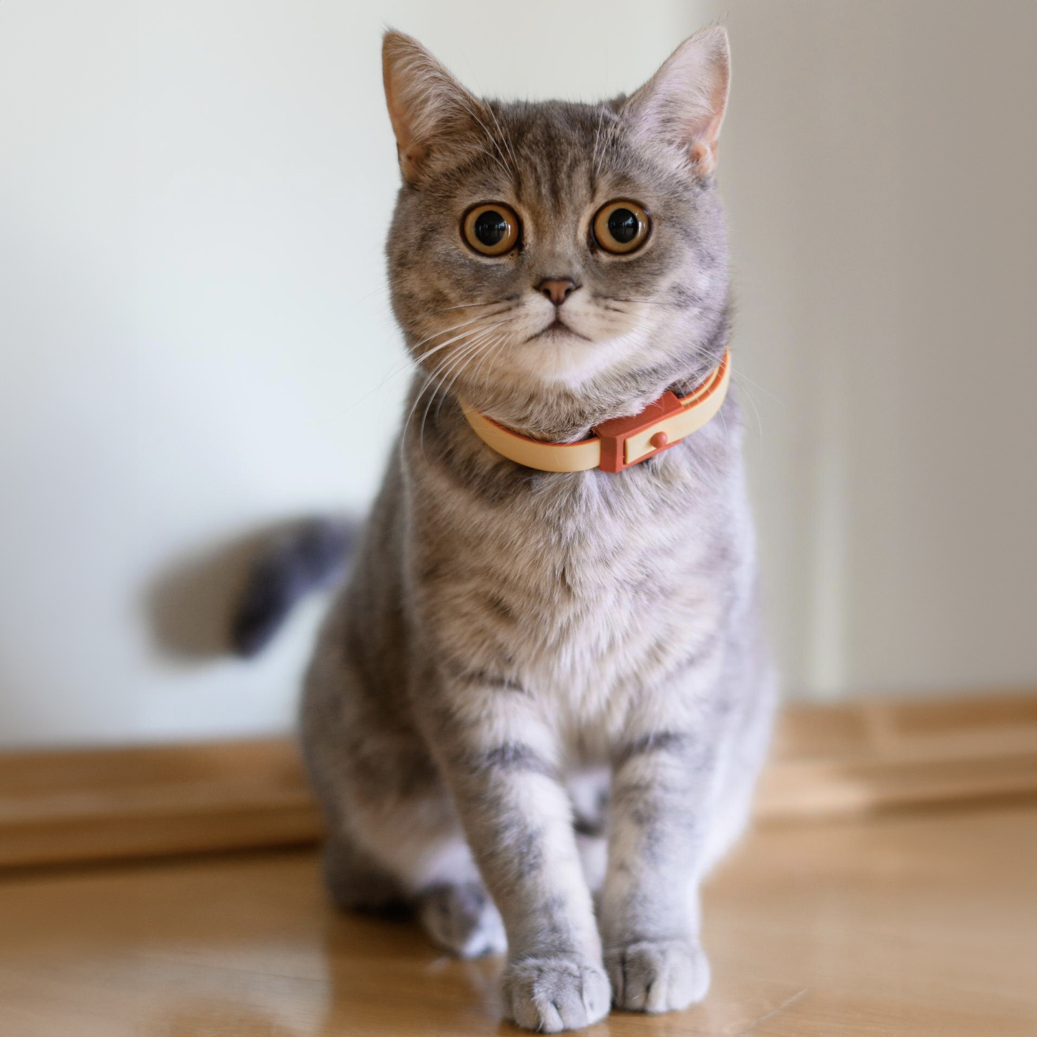 Adorable gray tabby cat with golden eyes wearing orange collar
